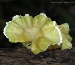 Cotylidia aurantiaca