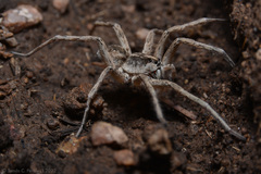 Pavocosa