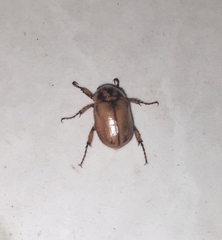 Cyclocephala signaticollis