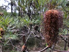 Banksia cunninghamii