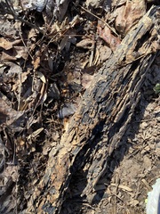 Cryptoporus volvatus