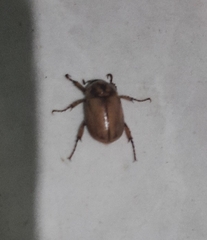 Cyclocephala signaticollis