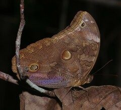 Catoblepia xanthus