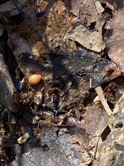 Cryptoporus volvatus