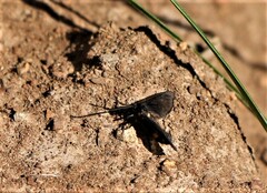 Psichotoe duvaucelii