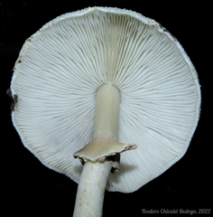 Agaricus