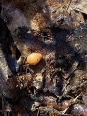 Cryptoporus volvatus