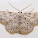 Idaea cervantaria - Photo (c) romuloarrais, some rights reserved (CC BY-NC-ND), uploaded by romuloarrais