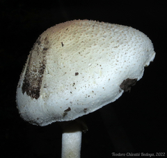 Agaricus