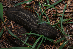 Phyllocaulis soleiformis