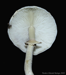 Agaricus