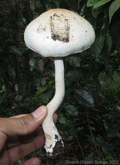 Agaricus