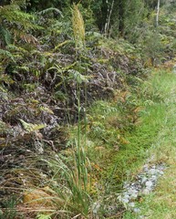 Austroderia richardii