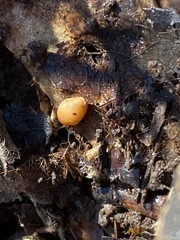 Cryptoporus volvatus