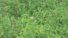 Hymenops perspicillatus