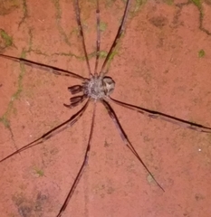 Dicranopalpus