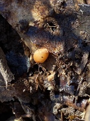 Cryptoporus volvatus