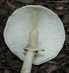 Agaricus
