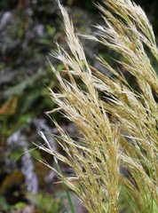 Austroderia richardii