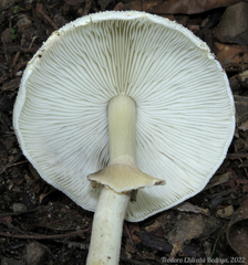 Agaricus