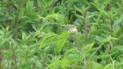 Hymenops perspicillatus