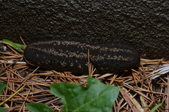 Phyllocaulis soleiformis