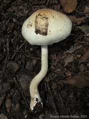 Agaricus