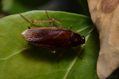 Ischnoptera