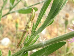Apteromantis aptera