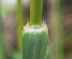 Austroderia richardii