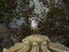 Larus fuscus