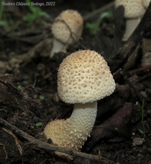 Agaricus