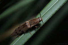 Conoderus fuscofasciatus
