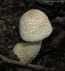 Agaricus