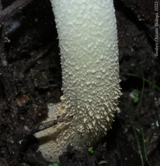 Agaricus