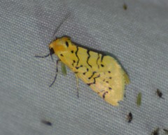 Chrysoecia atrolinea