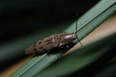 Conoderus fuscofasciatus