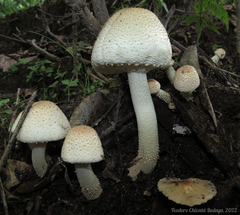 Agaricus