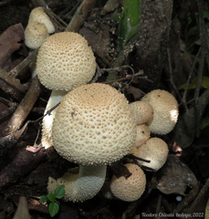 Agaricus
