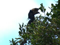 Bycanistes subcylindricus