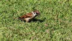 Passer montanus malaccensis
