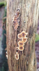 Stereum subtomentosum