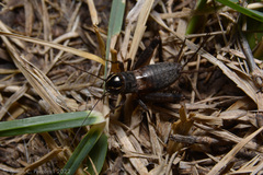 Miogryllus