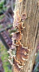 Stereum subtomentosum
