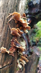 Stereum subtomentosum