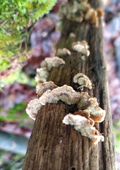 Stereum subtomentosum