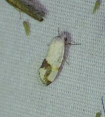 Ponometia dorneri