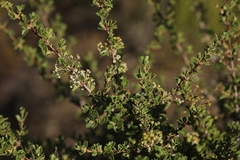 Ceanothus perplexans