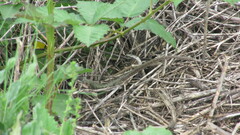 Liolaemus chiliensis