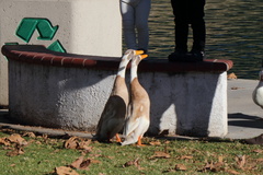 Anas platyrhynchos domesticus